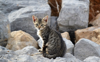 Kitten rocks tree wall beach - rock next free wallpaper