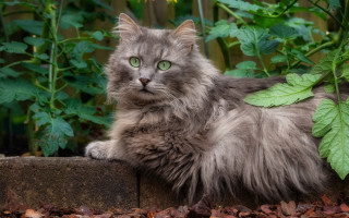 Fluffy cat green eyes on - a fluffy cat free wallpaper