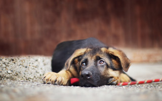 Shiba inu dog toy wood - its mouth free wallpaper