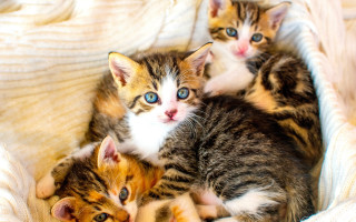 Three kittens basket blue eyes - neoplasticism free wallpaper