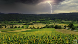 Sunflower field stormy sky lightning - stormy weather free wallpaper