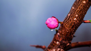 Pink flower water drops tree - drop of water free wallpaper for desktop