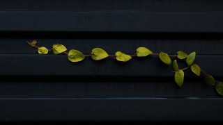 Plant green leaves black background 2 - a plant free wallpaper for desktop