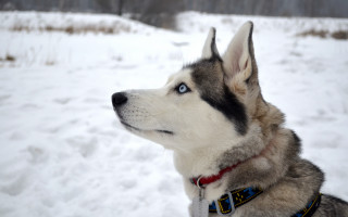 Husky snow dog collar forest - a collar free wallpaper