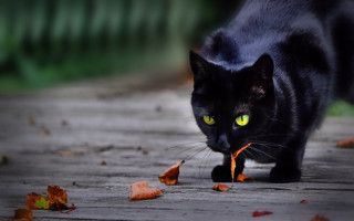 Black cat green eyes outdoor 2 - sharp focus free wallpaper for desktop
