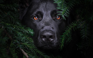 Black dog orange eyes hiding - a black dog free wallpaper