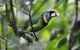Colorful bird branch tree leaves 3 - male free wallpaper for desktop