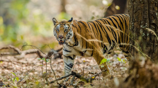 Tiger forest walking camera wildlife - a tiger free wallpaper for desktop