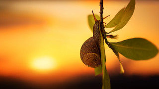 Snail branch sunset macro award - a snail free wallpaper for desktop
