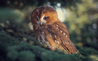 Brown owl forest bokeh naturalism - a lush green forest free wallpaper for desktop