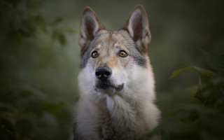 Wolf sad eye green background - a sad look free wallpaper