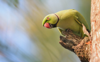 Green bird red beak perched - primitivism free wallpaper