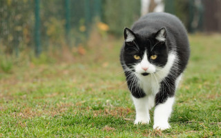 Black white cat walking green - a lush green field of grass free wallpaper