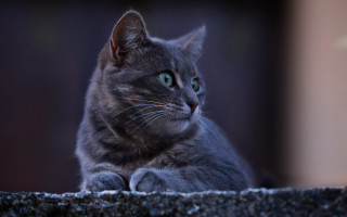 Serious cat ledge pastel animal - a ledge free wallpaper