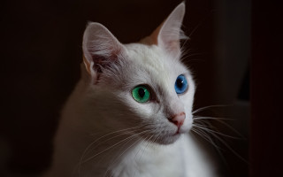 White cat blue eyes serious 4 - a white cat free wallpaper for desktop