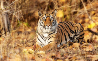 Tiger autumn leaves woods fire - the ground and trees free wallpaper