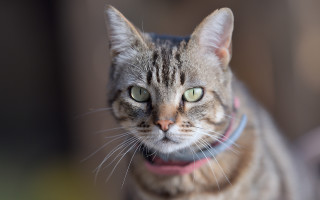 Serious cat collar looking at - a collar free wallpaper