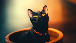 Black cat yellow eyes curious 2 - a black cat free wallpaper
