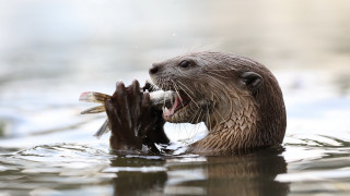Otter biting fish water sharp - mouth wide open free wallpaper