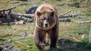 Brown bear field forest nature - a brown bear free wallpaper