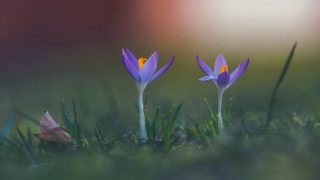 Purple flower grass leafy plant - two purple flower free wallpaper