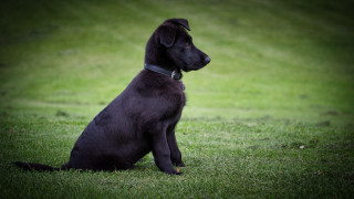 Black dog grass outdoors nature - a black collar free wallpaper