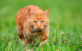 Cat grassy field blurry background - a grassy field free wallpaper for desktop