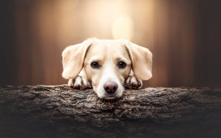 Dog sitting log head resting - a log free wallpaper
