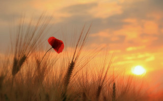 Red poppy wheat sunset clouds - the sun in the background free wallpaper for desktop
