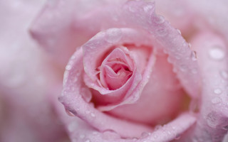 Pink rose water droplets macro 14 - a pink rose free wallpaper