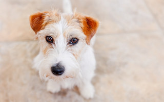 Small white brown dog tile - dog free wallpaper