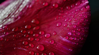 Red white flower water droplets - a close up of a flower free wallpaper for desktop