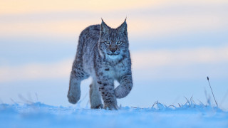 Lynx snowfield sunset closedeyes wildlife - a lynx free wallpaper