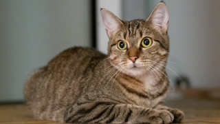 Curious cat wooden floor big - a wooden floor free wallpaper