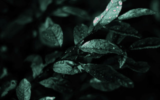 Green leaf water droplets black 11 - on free wallpaper for desktop