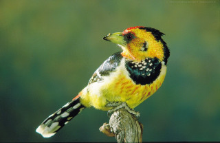 Colorful bird perched branch green - a red head free wallpaper