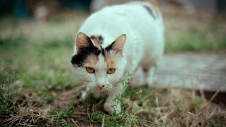 Cat field blurry moon flower - a field of grass and dirt free wallpaper