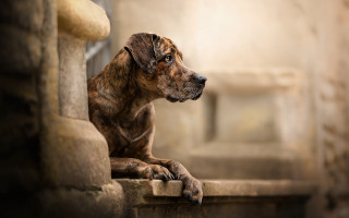 Dog ledge window light portrait - elke vogelsang free wallpaper