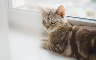 Cat window sill looking camera 2 - free rain wallpaper