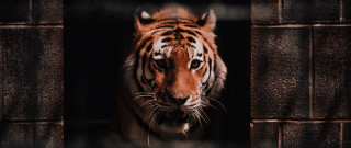Tiger caged fence brick night - a chain link fence free wallpaper