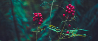 Red berries plant forest macro - green leaf and a blurry background free wallpaper