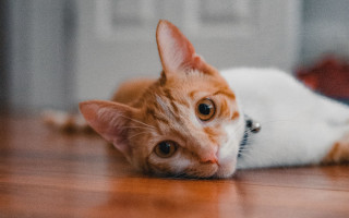 Sad cat floor eye blurry - felix octavius carr darley free wallpaper