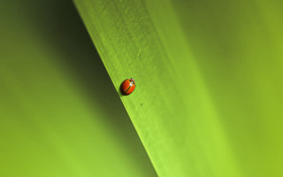 Ladybug greenleaf sunlight macro minimalism - a lady bug free wallpaper