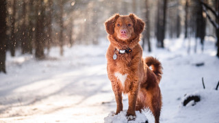 Dog snow wooded area aurora - area free wallpaper
