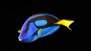 Blue yellow fish hologram water - vibrant color free wallpaper