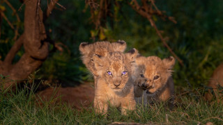 Lion family walking grass outdoors - a blue eye free wallpaper
