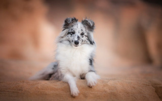 Small dog couch sad eyes - elke vogelsang free wallpaper