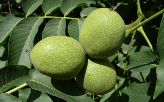 Three green fruit leaves branch - free nature wallpaper