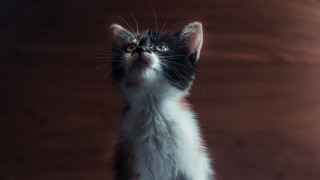 Kitten looking up wooden wall - a wooden wall free wallpaper