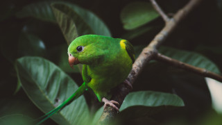 Green bird perched branch leaves - edge free wallpaper